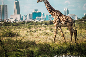 Parque Nacional de Nairobi: safari centrado en la fotografía