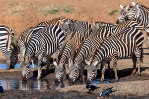 Nairobi: National Park private sunrise or sunset game drives