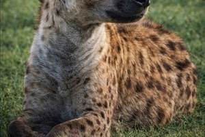 Nairobi: Nationalpark-Safari, Giraffenzentrum & Markttour