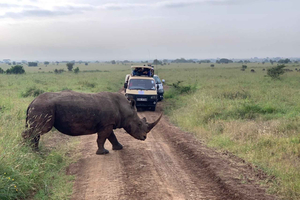 Nairobi National Park Safari with Free Hotel Pickup