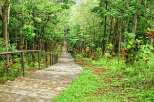 Nairobi: Oloolua Nature Trail Guided Forest Walk