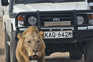 Parque de Nairobi y elefantes opcionales con jeep 4x4 (no minivan)