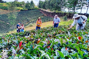 Nairobi: Purple Tea Farm Gatura Greens Day Trip