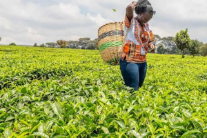 Nairobi: rondleiding door theeplantage Sensory Garden en koffieplantage Fairview