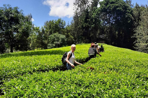 Nairobi: dagtrip naar een theeplantage met lunch in Kiambethu