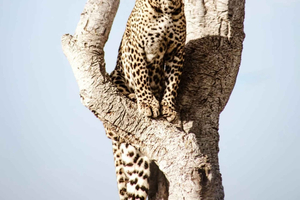 Nairobi to the Mara: 3-Day Private Romantic Safari Escape