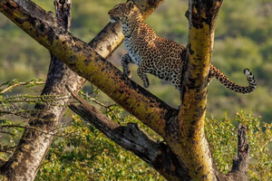 Nakuru: Lake Nakuru National Park Private Day Trip with Jeep