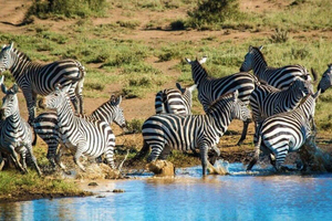 Overnight Amboseli National Park Safari From Nairobi