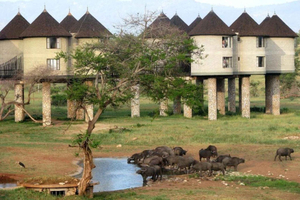 Overnight salt Lick Safari from Mombasa