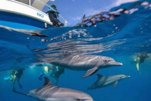 Pungume Sandbank, Dolphins and Snorkeling with BBQ