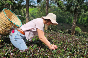 Rare Purple Tea Experience in Gatura Highlands