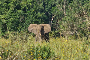 Shimba Hills: Game Drive, Waterfall Hike, and Lunch