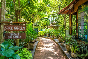 Sigiriya: Dambulla, Spice Garden & Sera Waterfall Tour