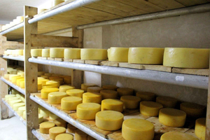 Taste of Tigoni: E-Bike & Brown's Cheese Farm Tour