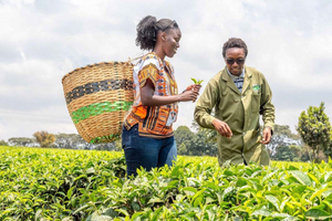 Tea Farm From Nairobi (Kiambethu)