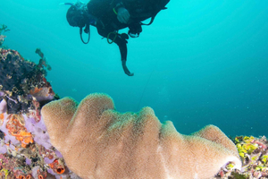 Try Scuba Diving in Diani – Basic Diver Experience