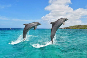 Wasini Island Dolphin Tour with Snorkeling & Lunch