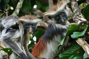 ZANZIBAR: Jozani Monkeys Forest National Park Walking Tour