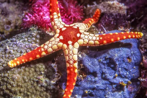 Zanzíbar: Blue Lagoon de Michamvi, esnórquel y estrellas de mar