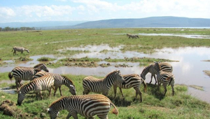 4a  Seven Day Wildlife Safari