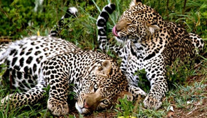 4b Six Day - Luxury Flying Safari