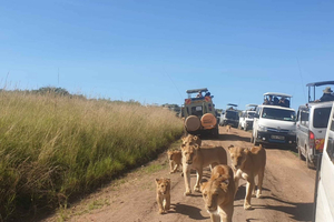 Fra Nairobi: 3 dage, 2 nætter Maasai Mara gruppesafari