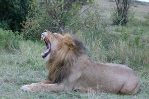 Nairobi National Park, Elephant Orphanage and Giraffe Centre
