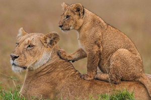 Nairobi: nasjonalpark, elefanter og giraffesenter