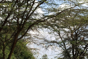 Nairobi Park Elephant Sanctuary Giraffe Center with options