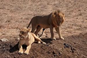 Overnight safari to Tsavo East from Mombasa / Diani Beach