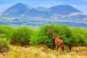 Private day tour to Tsavo East National Park