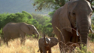 Rhino Safaris ltd