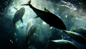 Sport Fishing and Wildlife Safari