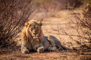 Tsavo East National Park Day Tour From Mombasa