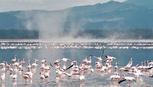 Wildlife Trails