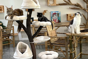 CatWorld Cat Cafe Eintrittskarte mit Getränk