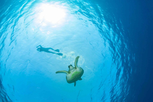 Ko Samui: Wyjątkowa wycieczka 1-dniowa Ko Tao & Ko Nang Yuan Snorkeling