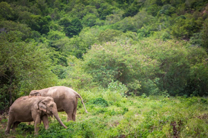 Koh Samui: Ethical Elephant Sanctuary Tour mit Mittagsbuffet