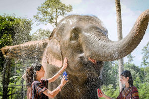 Koh Samui: Feed & Shower with Elephants Experience