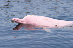 Koh Samui: Avistamiento de Delfines Rosas y Excursión en Lancha Rápida por la Isla del Cerdo