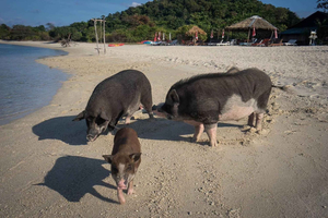 Pig Island & Koh Tan (halbtägig) – Fahrt mit dem Schnellboot