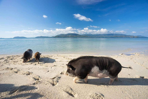 Pig Island per Langheckboot & Schnorcheltour