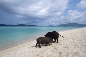 Pig Island, Overlap Stone, & Mangrove Tour