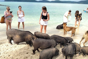 Schnellboot-Tour nur zur Pig Island mit Hotelabholung