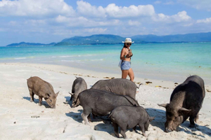 Pig Island Speedboat Tour with Hotel Transfer