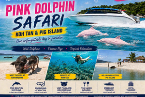 Safari mit rosa Delfinen, Koh Tan & Schweineinsel