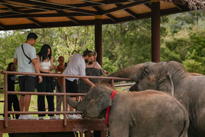 Samui: Coconut Culture & Elephants: A Sustainable Journey