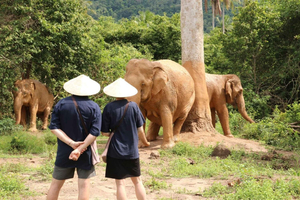 Samui: Elephant Home Sanctuary and the first elephant museum