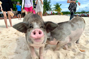 Kleingruppen-Tour mit dem Schnellboot zur Pig Island & Schnorcheln