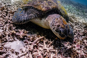 snorkeling a Koh Tao e Koh Nang Yuan in motoscafo